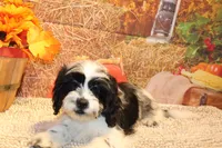 Freckles, a male Shichon for sale in Norwood, MO – 7 of 10