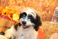 Freckles, a male Shichon for sale in Norwood, MO – 3 of 10