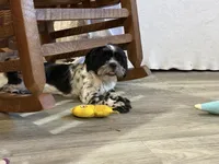 Jackson, a male Shih Tzu for sale in Norwood, MO – 5 of 10