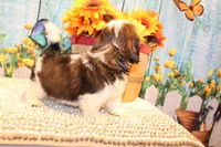 Kenny, a male Shih Tzu for sale in Norwood, MO – 7 of 10