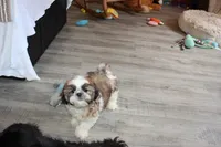 Alex, a male Shih Tzu for sale in Norwood, MO – 4 of 10