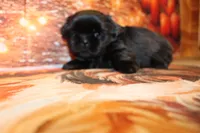 Blackie, a male Shih Tzu for sale in Norwood, MO – 3 of 7