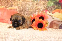 Otto, a male Shih Tzu for sale in Norwood, MO – 5 of 10