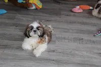Alex, a male Shih Tzu for sale in Norwood, MO – 3 of 10