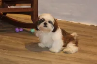 Bernie, a male Shih Tzu for sale in Norwood, MO – 7 of 10