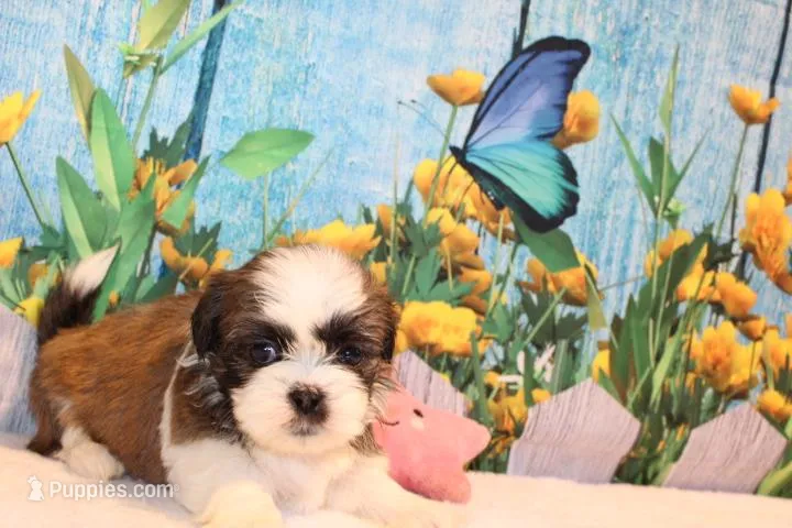 Mayla – Shih Tzu puppy for sale in Norwood, MO