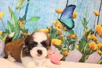 Mayla, a female Shih Tzu for sale in Norwood, MO – Photo 1 of 5