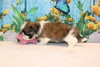 Mayla, a female Shih Tzu for sale in Norwood, MO – Photo 4 of 5