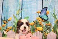 Mayla, a female Shih Tzu for sale in Norwood, MO – Photo 3 of 5