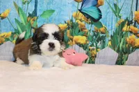 Mayla, a female Shih Tzu for sale in Norwood, MO – Photo 2 of 5