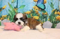 Mayla, a female Shih Tzu for sale in Norwood, MO – Photo 5 of 5