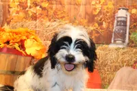 Freckles, a male Shichon for sale in Norwood, MO – 6 of 10