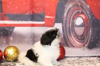 Holly, a female Shih Tzu for sale in Norwood, MO – Photo 9 of 9