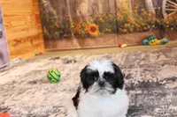 Holly, a female Shih Tzu for sale in Norwood, MO – Photo 5 of 9