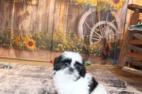 Holly, a female Shih Tzu for sale in Norwood, MO – Photo 1 of 9