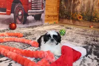 Holly, a female Shih Tzu for sale in Norwood, MO – Photo 2 of 9