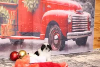 Holly, a female Shih Tzu for sale in Norwood, MO – Photo 7 of 9