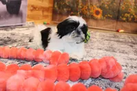Holly, a female Shih Tzu for sale in Norwood, MO – Photo 6 of 9