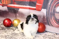 Holly, a female Shih Tzu for sale in Norwood, MO – Photo 8 of 9