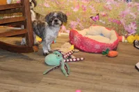 Sam, a male Shih Tzu for sale in Norwood, MO – 5 of 8