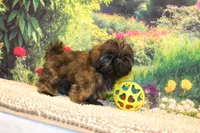Tyler, a male Shih Tzu for sale in Norwood, MO – 6 of 9