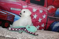 Baylor, a male Bichon Frise for sale in Norwood, MO – 3 of 9