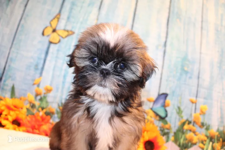 Maria – Shih Tzu puppy for sale in Norwood, MO