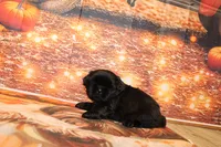 Blackie, a male Shih Tzu for sale in Norwood, MO – 1 of 7