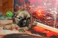 Otto, a male Shih Tzu for sale in Norwood, MO – 3 of 10