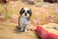 Lee Roy, a male Shih Tzu for sale in Norwood, MO – 4 of 9