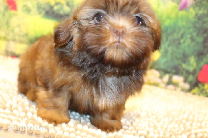 Coco Moco – Shih Tzu puppy for sale in Norwood, MO