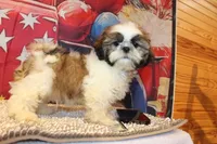 Alex, a male Shih Tzu for sale in Norwood, MO – 8 of 10