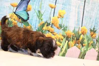 Marissa, a female Shih Tzu for sale in Norwood, MO – Photo 5 of 8
