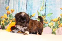 Marissa, a female Shih Tzu for sale in Norwood, MO – Photo 8 of 8