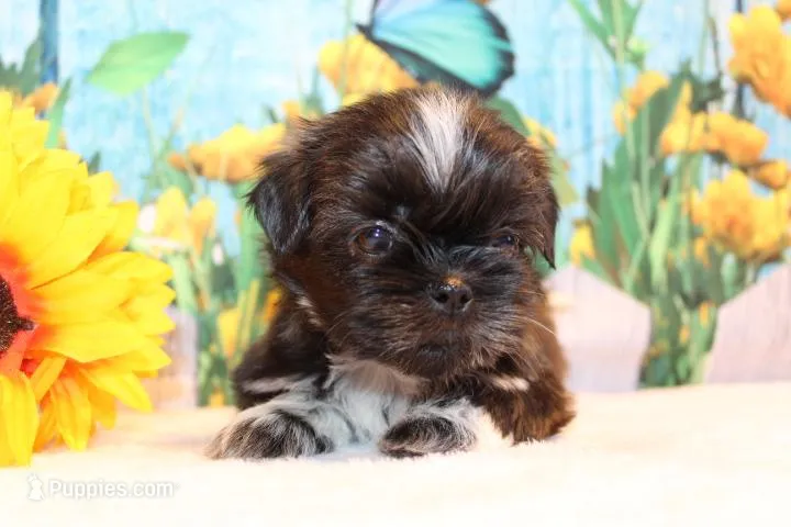 Marissa – Shih Tzu puppy for sale in Norwood, MO