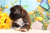 Marissa, a female Shih Tzu for sale in Norwood, MO – Photo 6 of 8