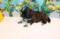 Marissa, a female Shih Tzu for sale in Norwood, MO – Photo 4 of 8