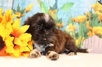Marissa, a female Shih Tzu for sale in Norwood, MO – Photo 7 of 8