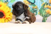Marissa, a female Shih Tzu for sale in Norwood, MO – Photo 2 of 8