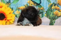 Marissa, a female Shih Tzu for sale in Norwood, MO – Photo 3 of 8