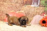 Otto, a male Shih Tzu for sale in Norwood, MO – 6 of 10