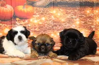 Frank, a male Shih Tzu for sale in Norwood, MO – 9 of 9