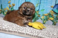 Alvin, a male Shih Tzu for sale in Norwood, MO – 7 of 7