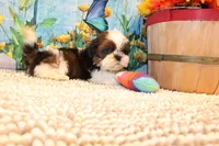 Kenny, a male Shih Tzu for sale in Norwood, MO – 8 of 10