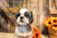 Lee Roy, a male Shih Tzu for sale in Norwood, MO – 9 of 9