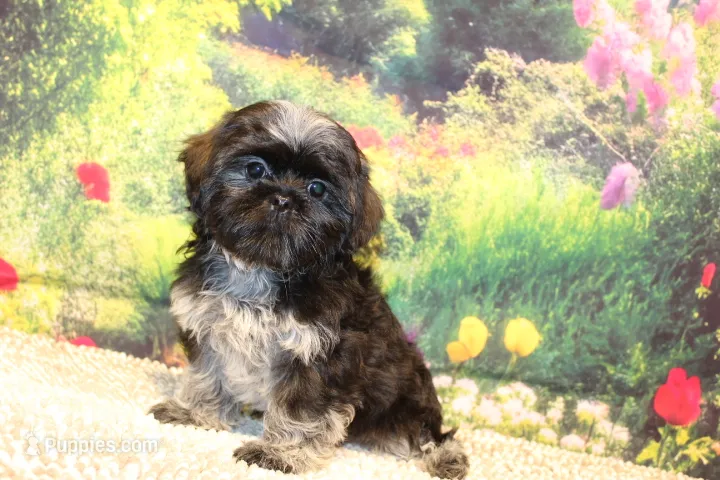 Tyrone – Shih Tzu puppy for sale in Norwood, MO