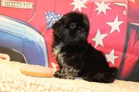 Amika, a female Shih Tzu for sale in Norwood, MO – 7 of 7