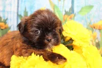 Marcy, a female Shih Tzu for sale in Norwood, MO – Photo 1 of 5