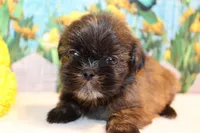 Marcy, a female Shih Tzu for sale in Norwood, MO – Photo 3 of 5