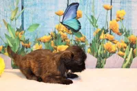 Marcy, a female Shih Tzu for sale in Norwood, MO – Photo 5 of 5